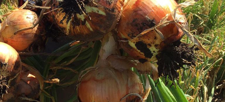 Oracle Onions take root in Chile