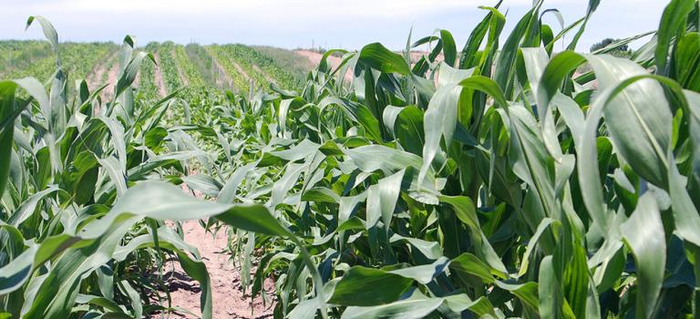 Organic Temptress Sweetcorn, Organic Trial 2018