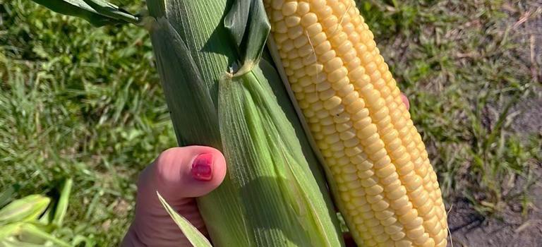 Golden Halo sh2i Seed New York Trials 2024 Crookham Company Seed