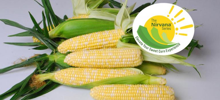 The Nirvana Series Sweet Corn Crookham Company
