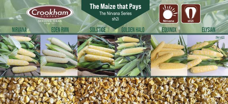 sh2i and the Nirvana Series Crookham Sweet Corn