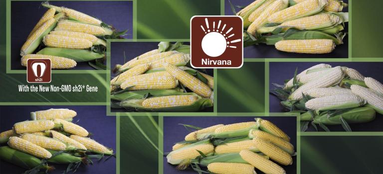 The Nirvana Series with the sh2i Gene