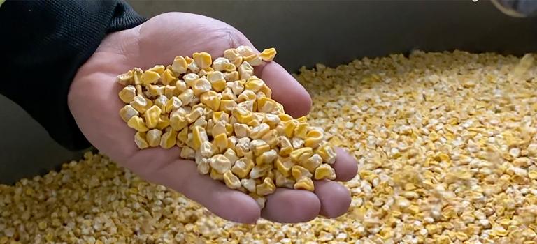 sh2i Seed from Crookham Company Sweet Corn