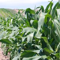 Organic Temptress Sweetcorn, Organic Trial 2018