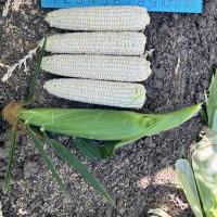 18-1435 California Ears of corn in field Crookham Company Sweet Corn Seed