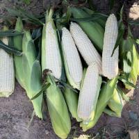 Eden RMN_Nirvana Series_sh2i Seed Crookham Company ears of corn in field