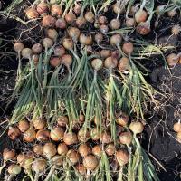 Trident in Wisconsin Crookham Company Onion Seed field before harvest