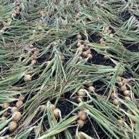Trident in Wisconsin Crookham Company Onion Seed field before harvest