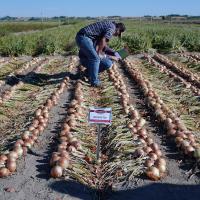 Crookham Onion Reveal 2024 Growers inspecting 12-721