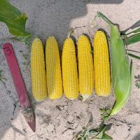 1820i in South Carolina after challenging weather Crookham Sweet Corn