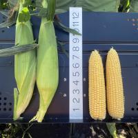 21_1812i sh2i Sweet Corn Seed in Florida Crookham Company