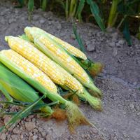 Dash 19-1642 Crookham Sweet Corn Fresh Market Seed