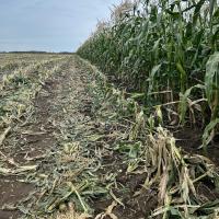 Harvesting Landcruiser in Hungary Crookham Sweet Corn Seed 2024