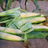 18-1453 Crookham Company Sweet Corn Seed