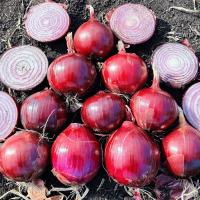 Tantrum in Wisconsin 2025 Crookham Red Long Day Onion Seed