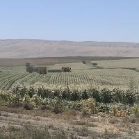 Grenadier Columbia Basin 2024 Harvestors at work Crookham Sweet Corn Processing Seed