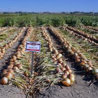 Advancing 12-721 Long Day Onion Crookham Onion Seed