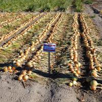 Advancing 12-990 Long Day Onion Crookham Onion Seed