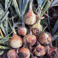12-990 Crookham Long Day Onion Seed