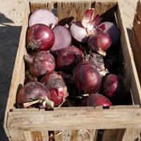 Tantrum Red Long Day Crookham Onion Seed
