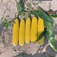 1812i in South Carolina after challenging weather Crookham Sweet Corn