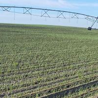 Defender Emergence Crookham Long Day Onion Seed