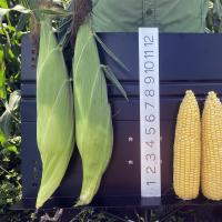 21-1820 in Florida sh2i Seed Crookham Sweet Corn Fresh Market