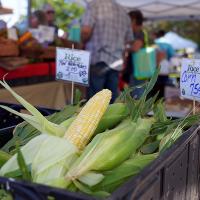 Nirvana The Nirvana Series Crookham Sweet Corn