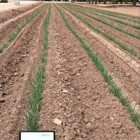 Athens 4021 Emergence in Field Vidalia Onions Crookham Onion Seed 