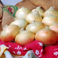 Athens 4021 Table Top of Vidalia Onions Crookham Onion Seed 