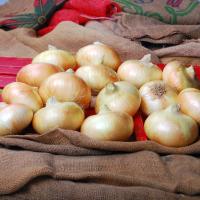 Augusta 4022 Table Top of Onions Crookham Onion Seed 