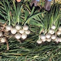 Betty New Mexico Crookham Company Onion Seed