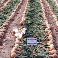 Caliber Long Day Onion Crookham Company Seed