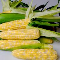 Nirvana The Nirvana Series Crookham Sweet Corn