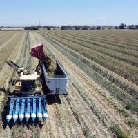 Mechanical Harvest Onion Seed Crookham Company 2024
