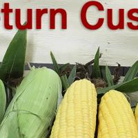 Crookham company, augmented hybrids corn