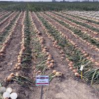Hybrid Caldwell at the 2020 Onion Show