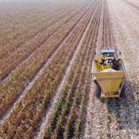 Sweet Corn Harvest 2020