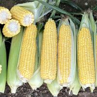 Strongheart Midwest Crookham Sweet Corn Processor 2025