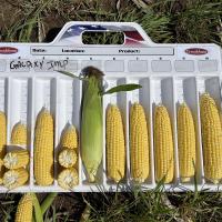 Galaxy Improved 2024 Wisconsin Processor Trials