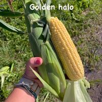 Golden Halo sh2i Seed New York Trials 2024 Crookham Company Seed