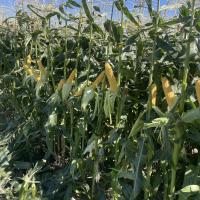 Grenadier Columbia Basin 2024 Crookham Sweet Corn Processing Seed