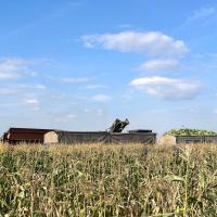 Harvesting Landcruiser in Hungary Crookham Sweet Corn Seed 2024