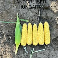 Landcruiser in Hungary Crookham Sweet Corn Seed 2024