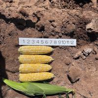 18-1453 Crookham Company Sweet Corn Seed