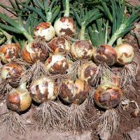 Mesilla New Mexico Crookham Company Onion Seed