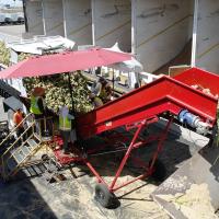 Onion Seed Harvest Crookham Company 2024