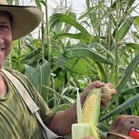 Organic Temptress Sweetcorn, Organic Trial 2018