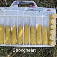 Strongheart Columbia Basin 2024 Crookham Sweet Corn Processing Seed