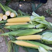 Triple Threat Crookham Sweet Corn Processor 2025